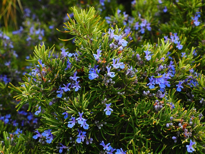 Rosemary plant in a planter